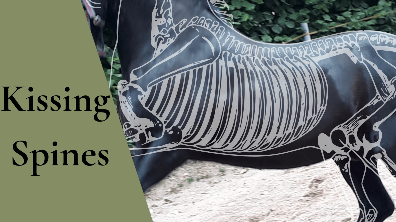 Kissing Spines beim Pferd Fit am Pferd